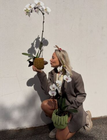 Potted Phalaenopsis Orchid Plant